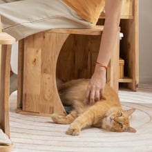 Connor Accent Stool